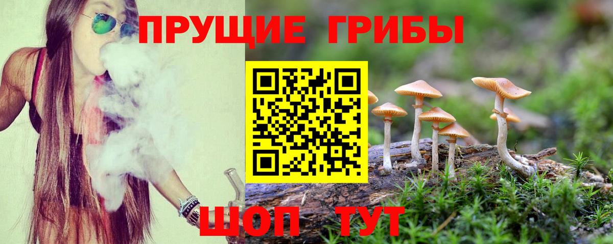 Псилоцибиновые грибы Psilocybine cubensis Урай